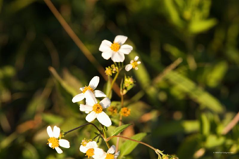 20090220_171018 D3 P1 5100x3400 srgb.jpg - Loxahatchee National Wildlife Preserve